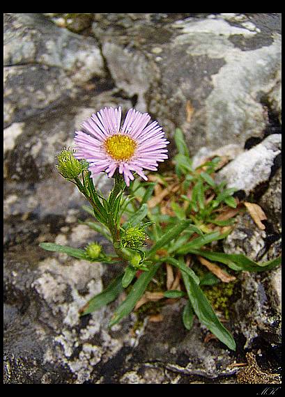 Astra alpínska